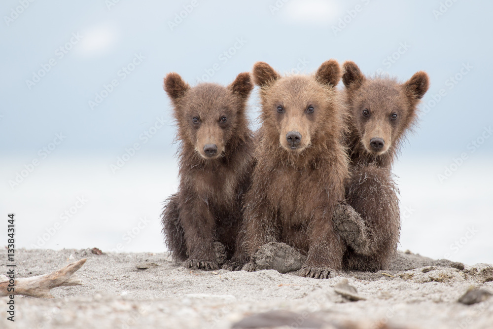 Obraz premium Portrait of an adorable little bears