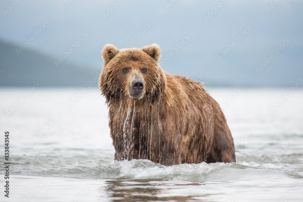Mama-bear fishing Mama-bear fishing
