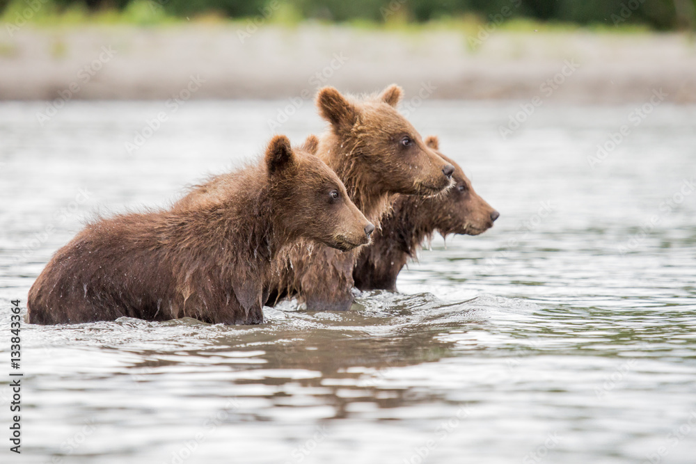 Three little bear cub swimming in the lake Three little bear cub swimming in the lake