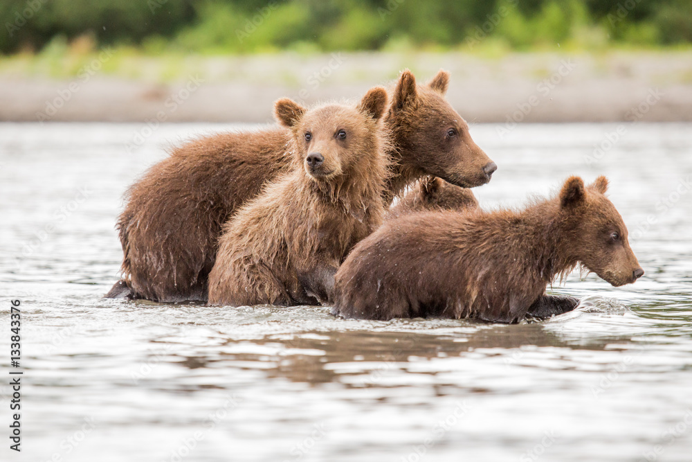 Fototapeta premium Three little bear cub swimming in the lake