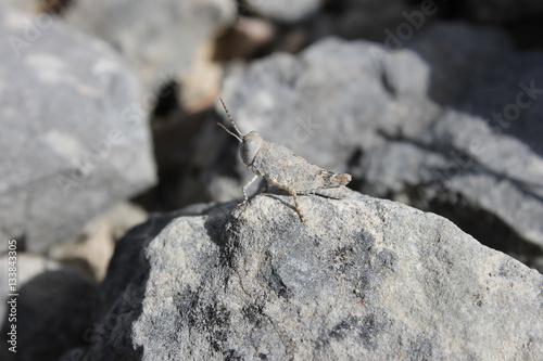 saltamontes