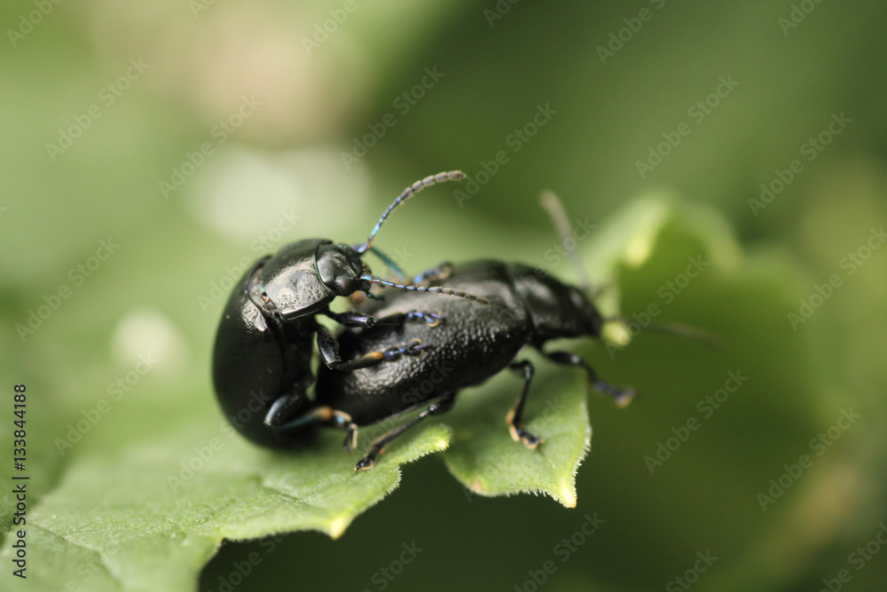 foto macro de un insecto posado sobre una flor o planta en el pirineo aragonés en verano foto macro de un insecto posado sobre una flor o planta en el pirineo aragonés en verano