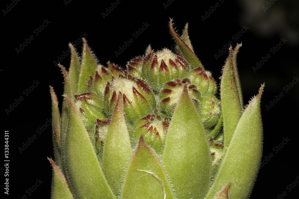 Planta del pirineo aragonés probablemente cardo. Fotografía macro y geométrica del centro de la planta Planta del pirineo aragonés probablemente cardo. Fotografía macro y geométrica del centro de la planta