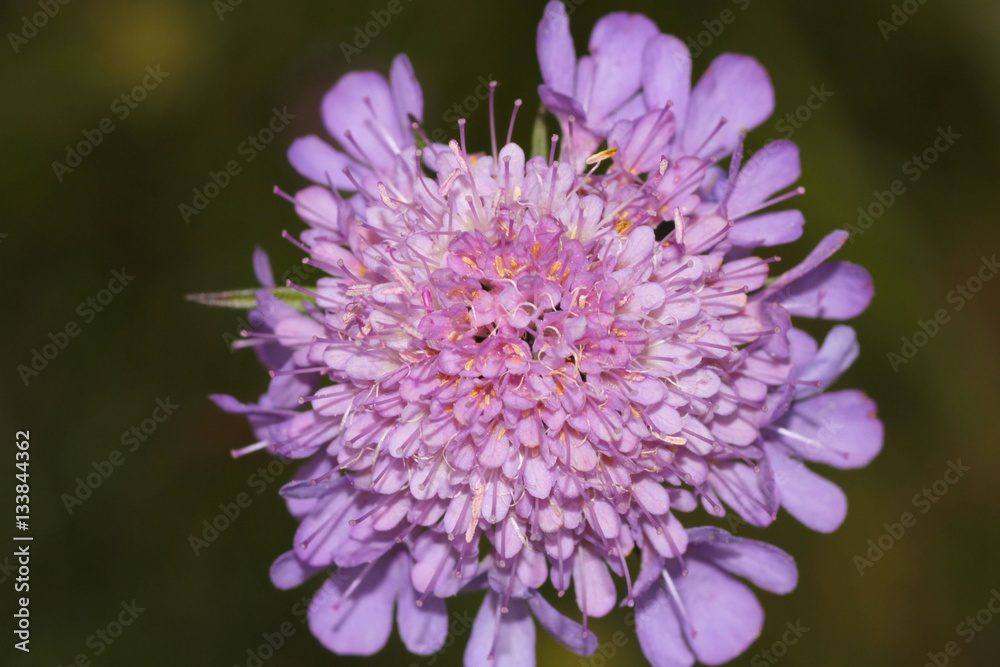Fotografía macro de flor de color violeta, rosa, magenta, rojo, lila, en el  pirineo aragonés por la zona de ordesa Stock Photo | Adobe Stock