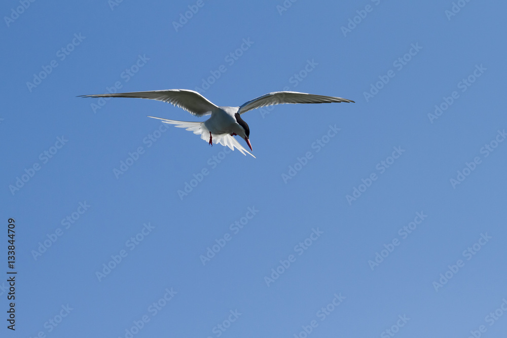 Fliegende Küstenseeschwalbe in Island Fliegende Küstenseeschwalbe in Island