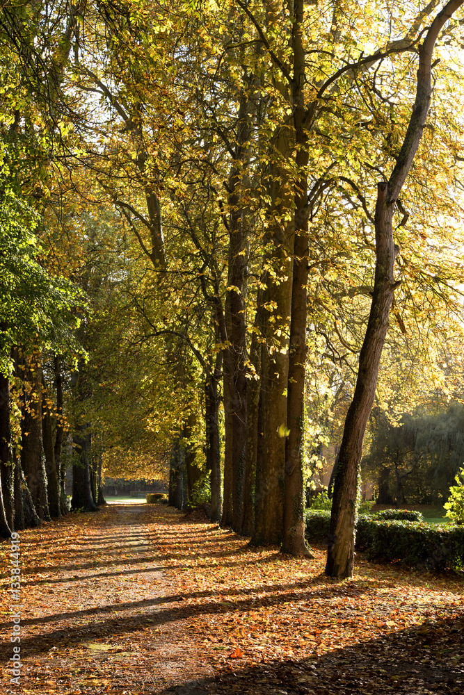 Naklejka premium chemin de foret en automne