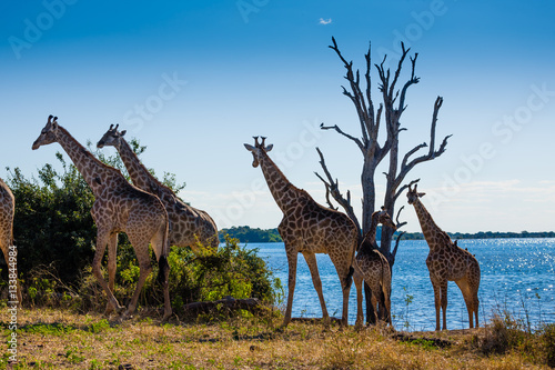 Fototapeta Naklejka Na Ścianę i Meble -  Giraffe family - Chobe NP - Botswana