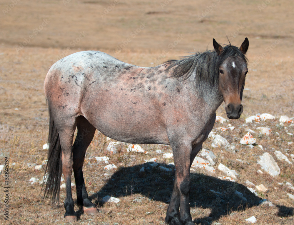 Red Roan mare wild horse in the Pryor Mountain Wild Horse Range in Montana USA Red Roan mare wild horse in the Pryor Mountain Wild Horse Range in Montana USA