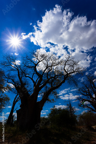Baines baobab from Nxai Pan National Park - Botswana © Radek