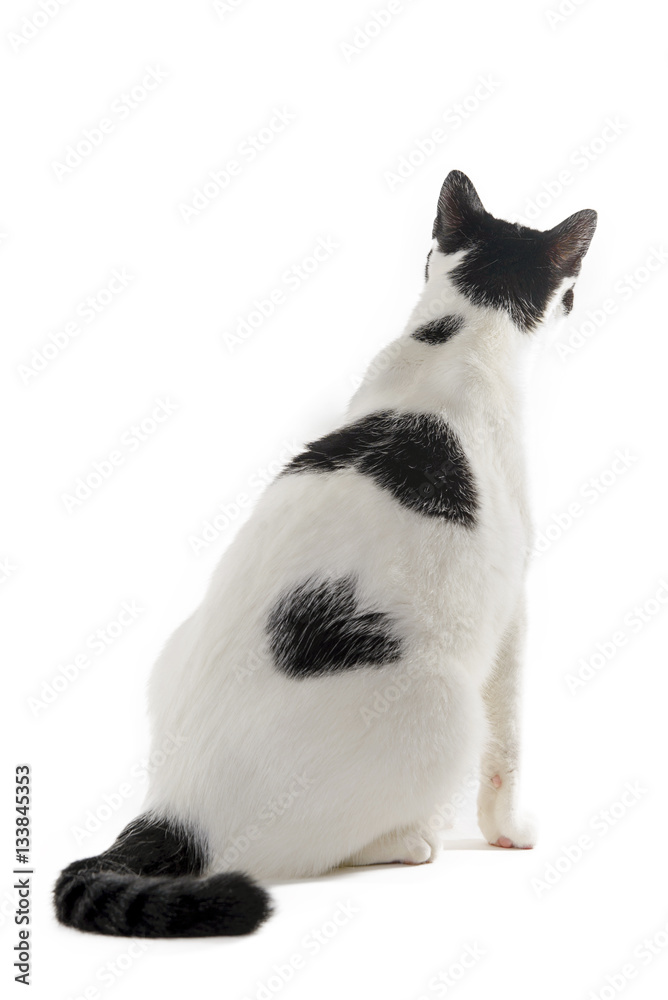 Obraz premium White and black cat on his back on a white background