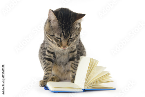 cat reading a notebook on a white background