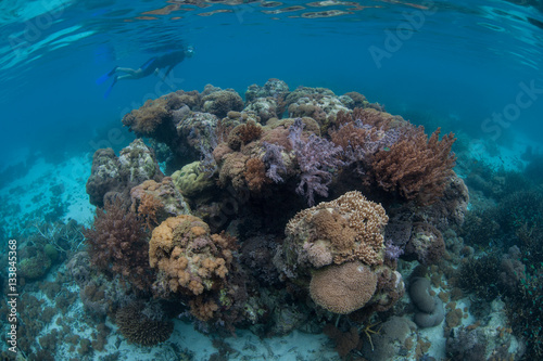 Coral Bommie and Snorkeler in Raja Ampat