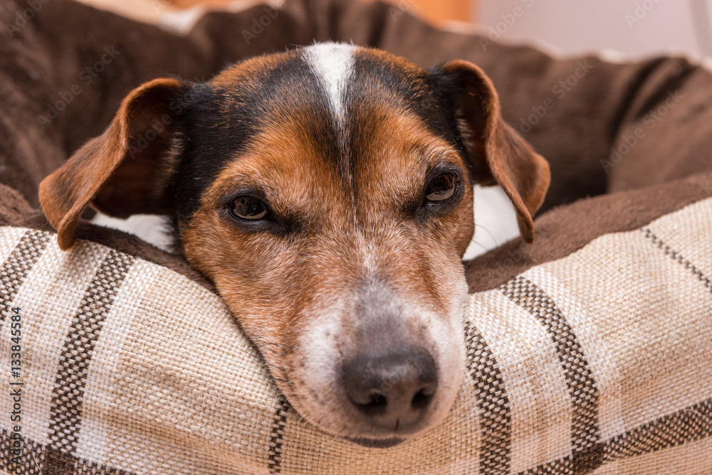 Hund liegt gemütlich in seinem Hunde Bettchen - Jack Russell 10 Jahre alt –  Stock-Foto | Adobe Stock