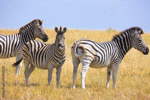 Zebras migration in Makgadikgadi Pans National Park