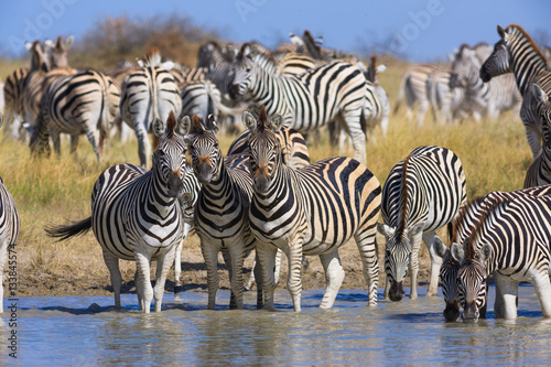Zebras migration in Makgadikgadi Pans National Park photo