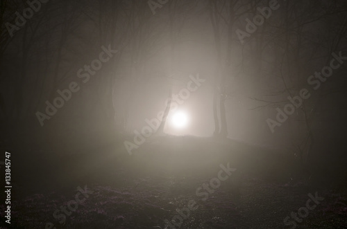 Fototapeta Naklejka Na Ścianę i Meble -  surreal light in dark forest, Magic fantasy lights in the fairy foggy forest