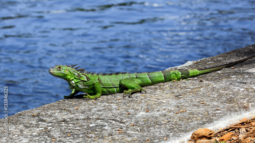 Green iguana on top of a wall  water in the background  Florida  USA