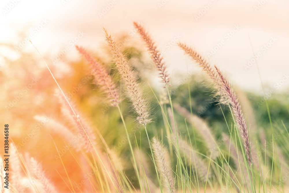 abstract background blurred of meadow with warm golden evening light abstract background blurred of meadow with warm golden evening light