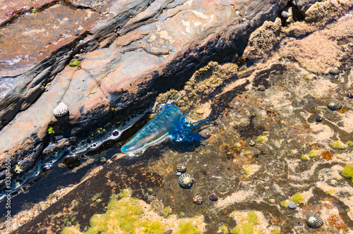 Blue bottle or Portuguese man of war jellyfish in water