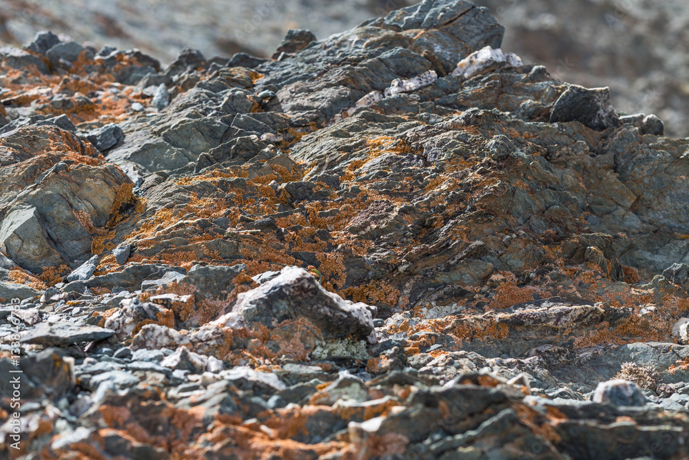 light red-brown, Lichens or rock fungus on a rock texture on Mountain in Ulgii : Mongolia . light red-brown, Lichens or rock fungus on a rock texture on Mountain in Ulgii : Mongolia .
