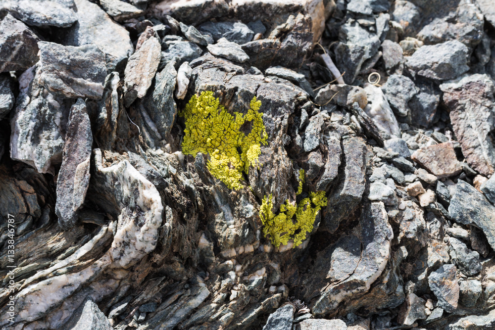 Yellow Lichens  or yellow rock fungus on a rock texture on Mountain.