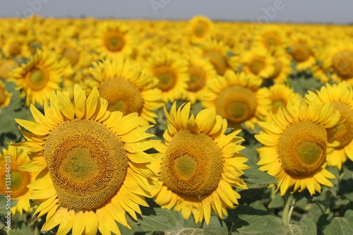 Fototapeta Naklejka Na Ścianę i Meble -  Sunflower fields Southern Ukraine