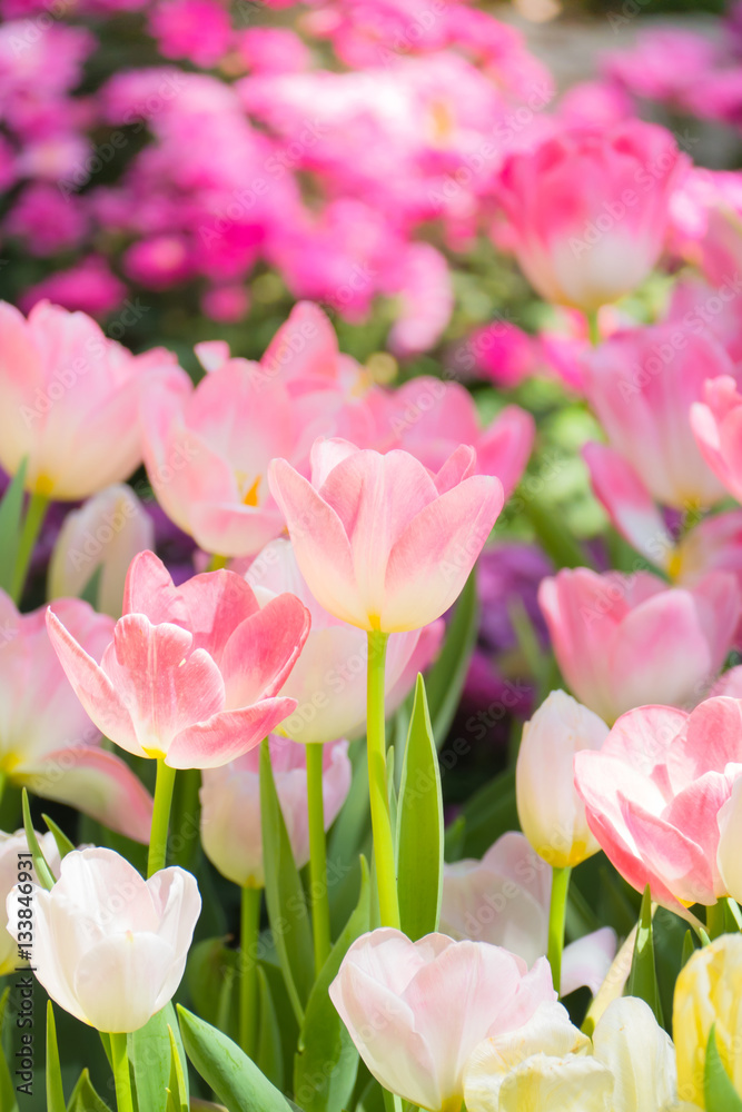 Obraz premium Tulip. Beautiful bouquet of tulips. colorful tulips.