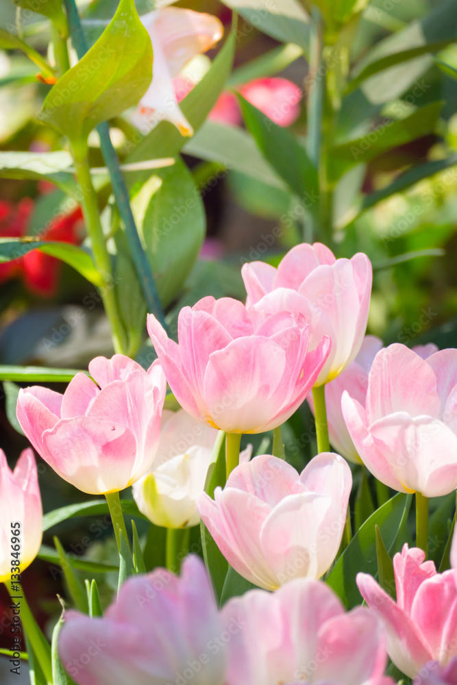 Tulip. Beautiful bouquet of tulips. colorful tulips. Tulip. Beautiful bouquet of tulips. colorful tulips.