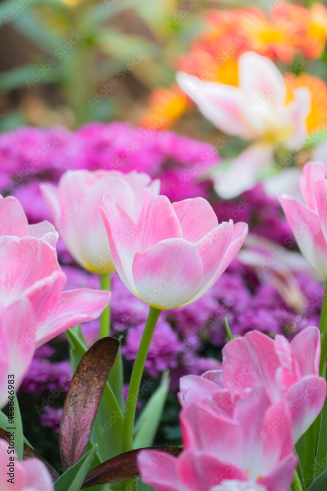 Tulip. Beautiful bouquet of tulips. colorful tulips.