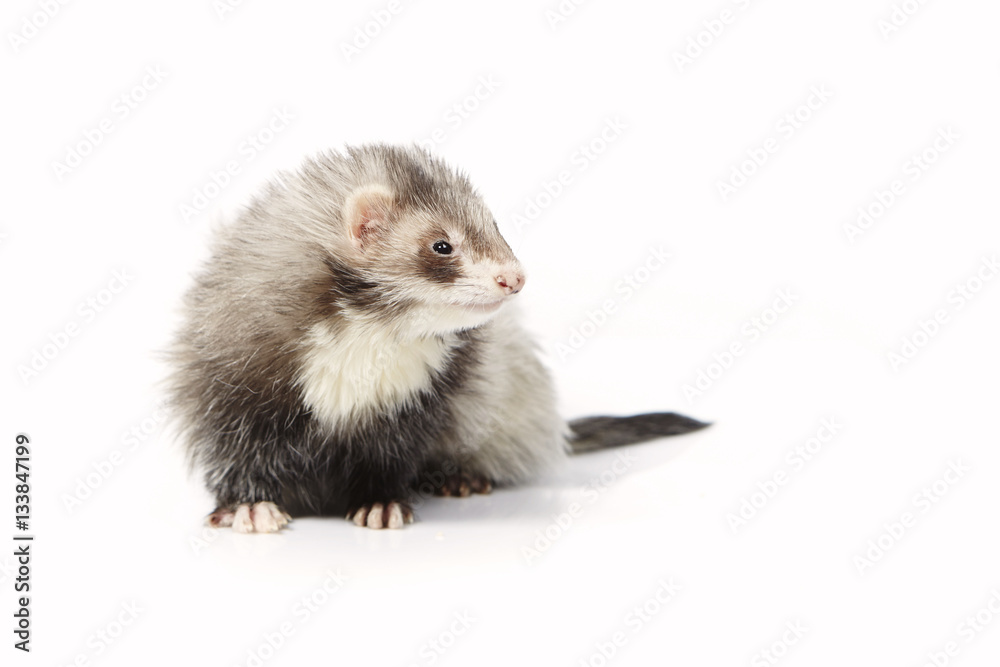 Grey angora ferret on white background posing for portrait in studio Grey angora ferret on white background posing for portrait in studio