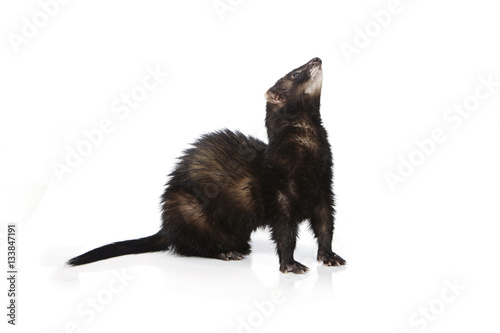 Black color ferret on white background posing for portrait in studio