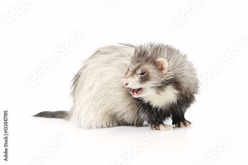 Grey angora ferret on white background posing for portrait in studio