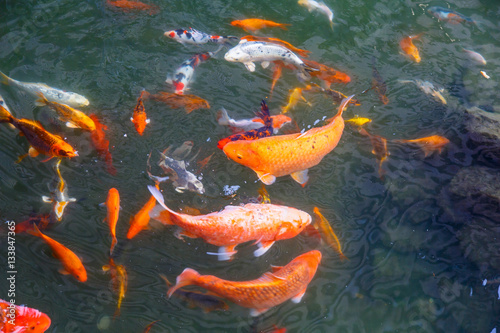 Red colored fish swim in the pond in the green water. © milanchikov