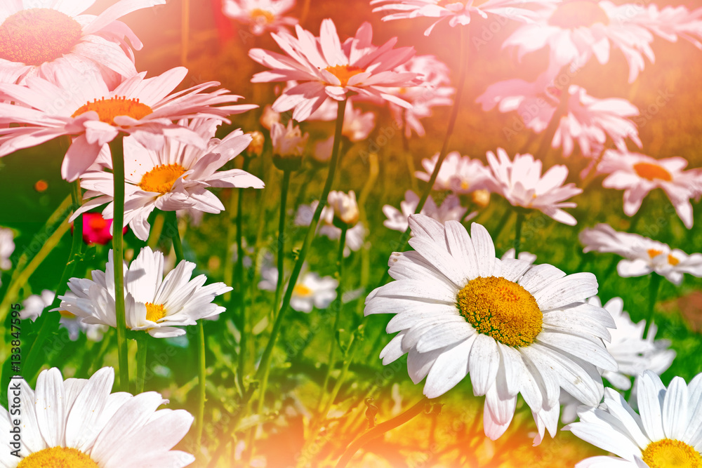 Fototapeta premium White bright daisy flowers on a background of the summer landsca
