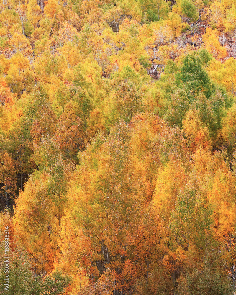 Fall foliage detail Fall foliage detail