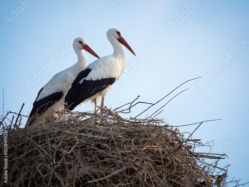 Pareja de cigüeñas (Cicocina ciconia) en el nido