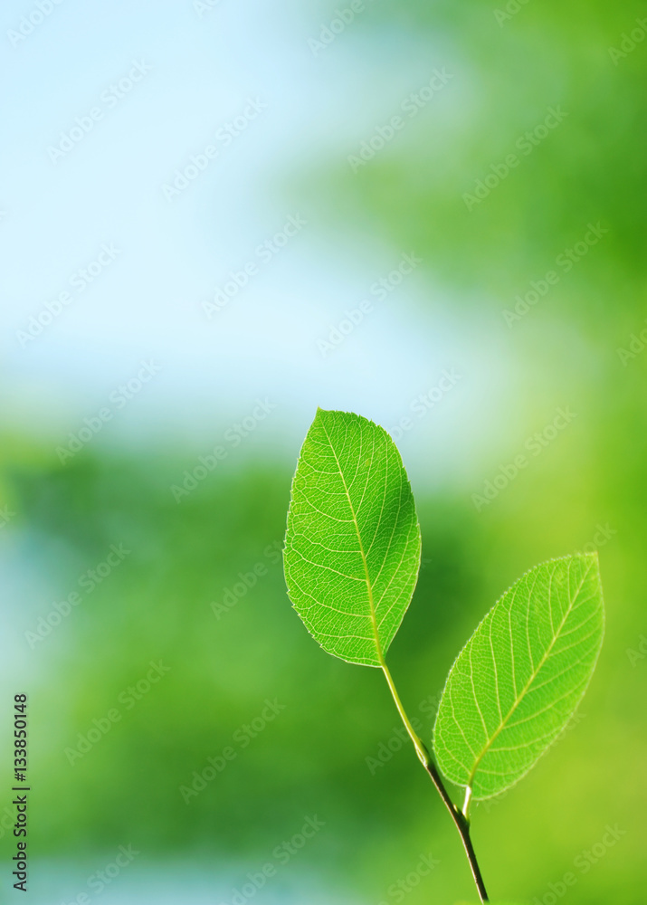new growing green leaf in spring day, vertical composition new growing green leaf in spring day, vertical composition