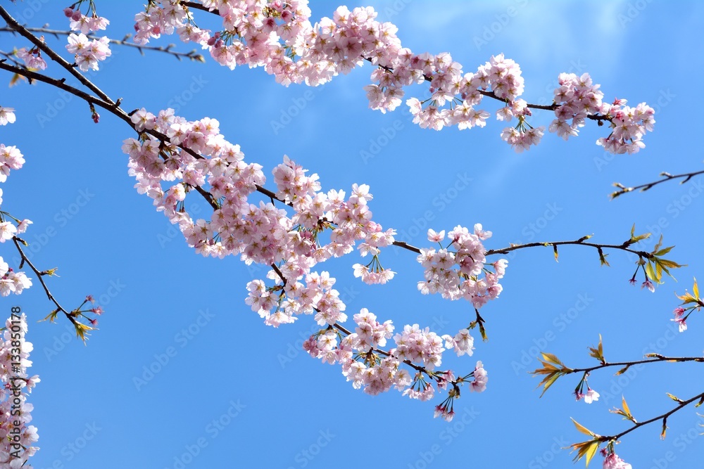青空に桜の花