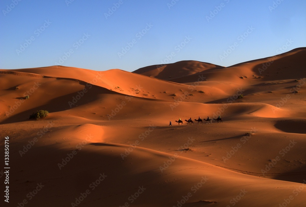 Camels walking through the Sahara Desert in the late afternoon sun. 
