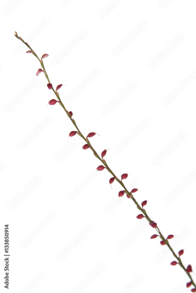 水引草 水引草