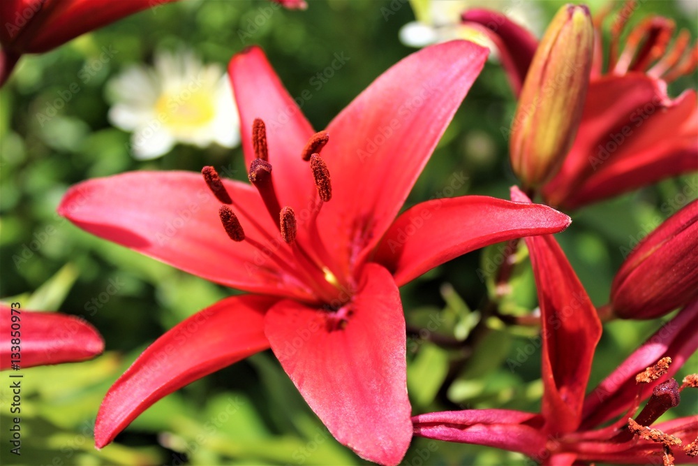 Red lilies bloom under the sun in mid summer Red lilies bloom under the sun in mid summer