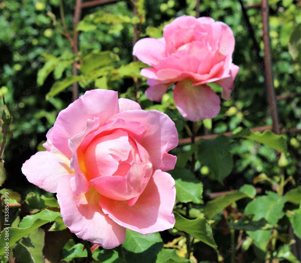 Pink fragrant rose blooms on an early summer day Pink fragrant rose blooms on an early summer day