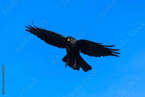 Alpine chough (Pyrrhocorax graculus) in a flight against the blue sky