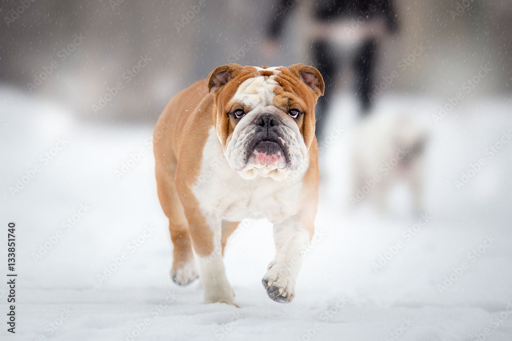 English Bulldog walking on winter day