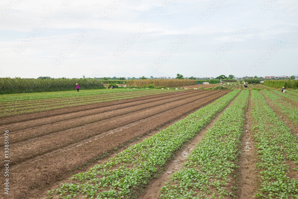 Vegetable plots on agriculture field in suburbs of Hanoi, Vietnam Vegetable plots on agriculture field in suburbs of Hanoi, Vietnam