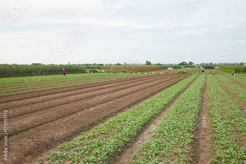 Vegetable plots on agriculture field in suburbs of Hanoi, Vietnam