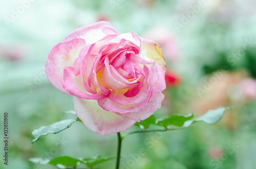 Pink roses flower blossom in a garden Valentine day