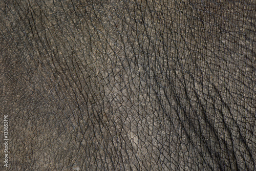 Rhino skin texture background