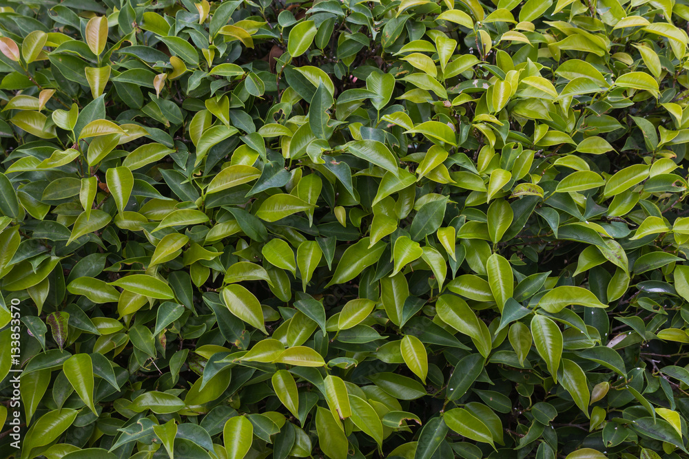 Fototapeta premium leaf 