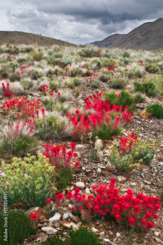 Fototapeta Naklejka Na Ścianę i Meble -  Mojave desert bloom